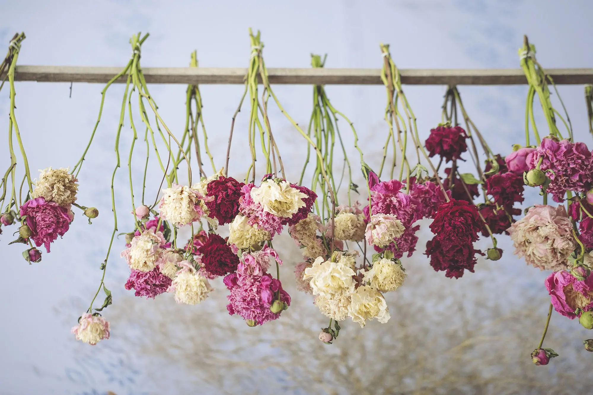 drying flowers